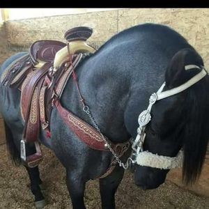 Meet your Posher, Max